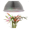 Plant lamp